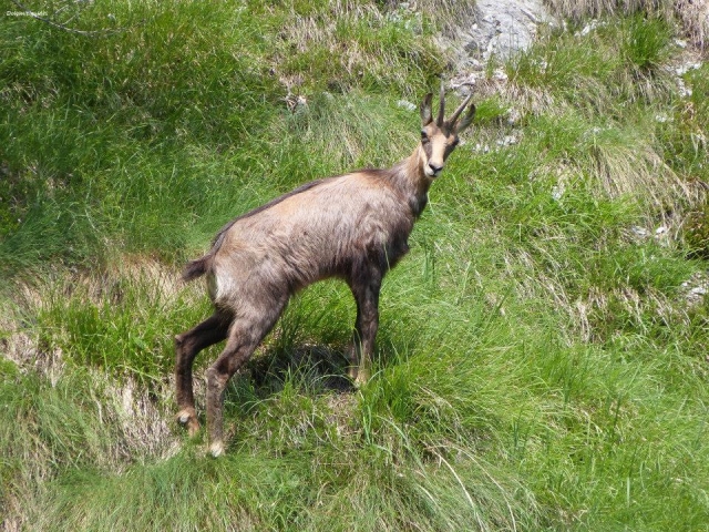  High mountain fauna 
